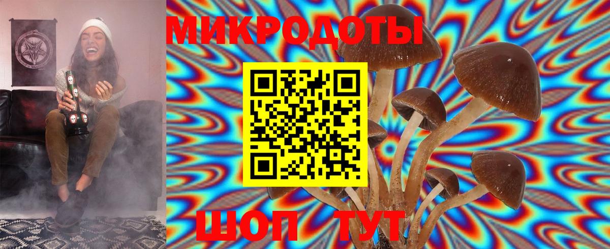Псилоцибиновые грибы Psilocybe  Вход с VPN  Камень-на-Оби 